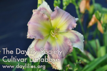 Daylily Satellite Dreams